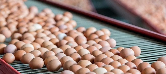 В первой декаде января наша компания осуществила ввоз 288 тыс. штук импортных инкубационных яиц в Чувашскую Республику