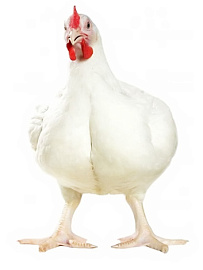 Инкубационное яйцо бройлера Росс-308