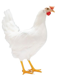 Инкубационное яйцо куры несушки Ломан лсл классик