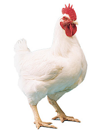 Инкубационное яйцо бройлера Арбор Айкрес