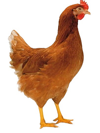 Инкубационное яйцо куры несушки Ломан браун классик