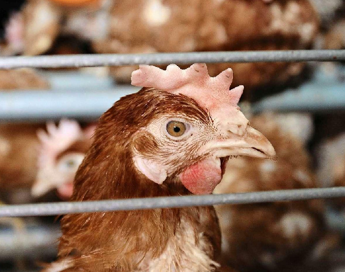 Россия отказалась допускать в страну мясо птицы из США